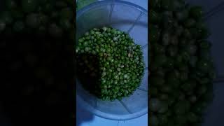 Pigeon peas are the most delicious recipe MercyNguku The Kenyan Traveller [upl. by Nilreb576]