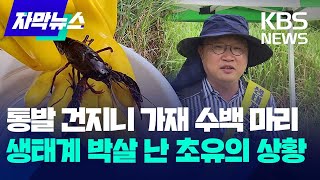 자막뉴스 통발 건지니 수백 마리미국 가재 미스터리  KBS 20230913 [upl. by Ellertal]