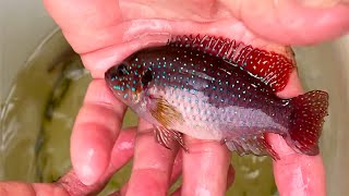 Breeder Selection  Jewel Cichlid  Tropical Fish Hatchery [upl. by Victoir]