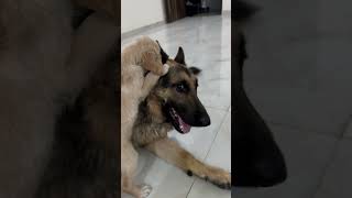 Ghar ki safai 🧹 viralvideo trendingvideo youtubeshorts dogshorts dog puppy pets funny [upl. by Brag365]