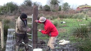 Harvesting Our Green Roof Tree Planting And Fencing With A Meitheal And A Horse [upl. by Jose]