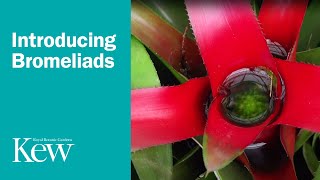 Introducing Bromeliads [upl. by Floro]