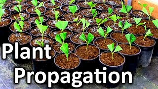 Rooting Your Own Cuttings for a Fast Growing Privacy Screen  English Laurel Plant Propagation [upl. by Agemo]