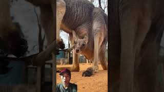 Cute little Kangaroo kangaroo animals cute [upl. by Martine]