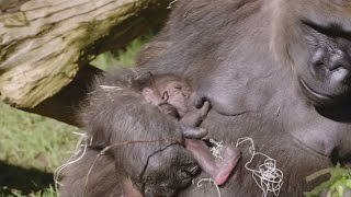 Gorilla birth surprises zoo keepers [upl. by Ellesirg]