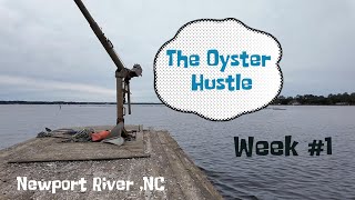 The Oyster Hustle Growing five million Oysters for a sustainable future [upl. by Ireland]