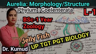 Aurelia JellyFish  Externally MorphologyStructure of Aurelia BSc1 Zoology Up TGT PGT BIOLOGY [upl. by Yrellih711]