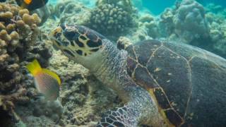 Diving amp Snorkeling in Ellaidhoo Maldives by Cinnamon April 17 [upl. by Anyaled]