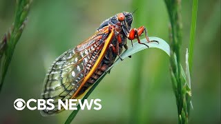 What to know about the trillions of cicadas about to swarm the US [upl. by Shore]