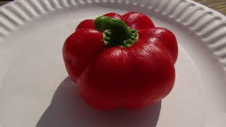 ⟹ Pimiento Sweet Pepper Capsicum annuum PLANT REVIEW pepper [upl. by Aicilat]