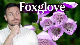 How This Flower Became Medicine Foxglove amp Digitalis  Patrick Kelly [upl. by Ellwood]