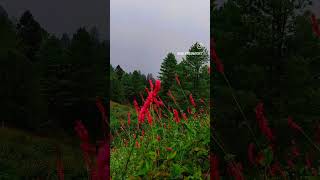 Blooming Wonders Exploring the Valleys Wildflowers nature incrediblepakistan mountains travel [upl. by Selby]