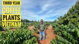 EVERYTHING YOU NEED TO KNOW ABOUT COFFEE PLANTATION BENEFITS OF DURIAN FRUIT [upl. by Damien]