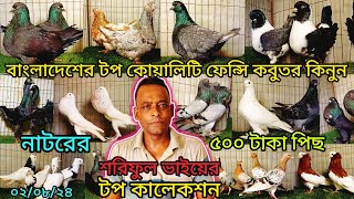 নাটোরের শরিফুল ১০০ টপ কোয়ালিটি ফেন্সি কবুতর কিনুন।pigeonvideospigeonhousepigeon [upl. by Anahcar]