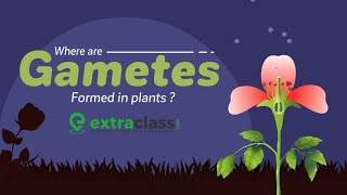 Where Are Gametes Formed In Plants  Biology  Extraclasscom [upl. by Arutnev873]