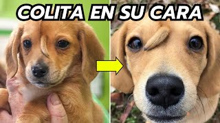 15 Animales Más Inusuales Del Mundo  INCREÍBLE [upl. by Robbert793]