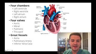 Had an echocardiogram Heres how to understand your results [upl. by Nine127]