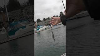 Herring Fishing in Oregon fishing oregon herring fish [upl. by Evetta]