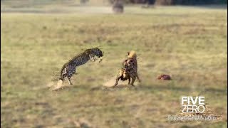 Leopard Defends Kill from Hyena [upl. by Artap]