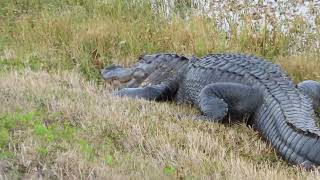 Spotless Teeth on Alligator amp Nictitating Membrane Rolls Back at Orlando Wetlands Christmas [upl. by Jesse]