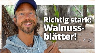 Walnuss Warum die Blätter genauso wichtig sind wie die Nuss [upl. by Niai612]