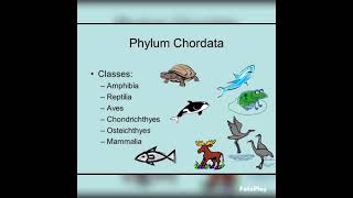 phylum chordata diagrambiology zoology bsczoology zoologybsc shortsyoutubeshorts [upl. by Nnayelsel859]