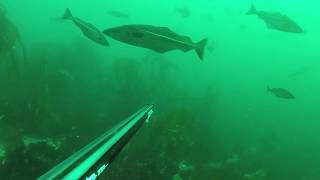 Spearfishing Norway Saltstraumen 18 [upl. by Brooking]