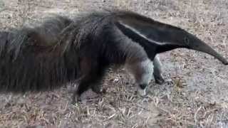 GIANT ANTEATER sounds feeling threatened MYRMECOPHAGA TRIDACTYLATAMANDUÁBANDEIRA free in nature [upl. by Lulu]