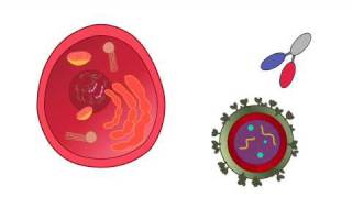 Covalent Immunology Foundation Science Video [upl. by Grossman]