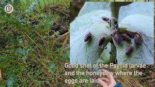 Blue Gum Psyllid 🦟 Garlic Spray [upl. by Kilmarx]