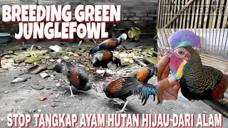 Budidaya Ayam Hutan Hijau Stop PikatTangkap Ayam Hutan Dari Alam [upl. by Yanffit]