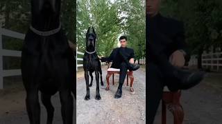 🔥PASTOR ALEMÁN VS GRAN DANÉS pastoraleman grandanesmestizos videosgraciosos perros doglover [upl. by Romola969]