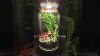 Relax with terrariums  part 3 [upl. by Licec]