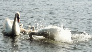 swans with cygnets amp cormorants [upl. by Lerner]