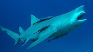 Dans les yeux du requin citron FullHD 2014 [upl. by Borrell681]