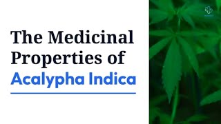 Discover the Amazing Benefits of Acalypha Indica  Natures Healing Herb [upl. by Hotchkiss141]