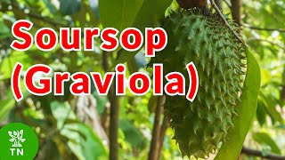 Everything You Need to Know About Soursop Graviola [upl. by Victorie564]