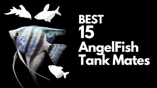 15 Best Angelfish Tank Mates You Must Try With Your Angels [upl. by Rauch]