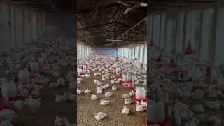 🐓 murgaa farm 🫶🏻😎kiss ko chaye bolo murga birds [upl. by Darci]