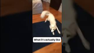 Pet Foxes  expectations vs reality funny viral cute relatable fox [upl. by Eirahcaz]