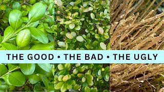 Boxwood Pruning Update The Good The Bad and The Ugly [upl. by Eunice]