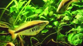 Chilatherina alleni Siriwo  Regenbogenfisch rainbowfish [upl. by Aisanahta]