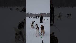 Dog Sledding in Arctic Circle Finland Lapland [upl. by Methuselah]