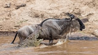 Huge crocodile attacks wildebeest  surprise ending [upl. by Aropizt284]