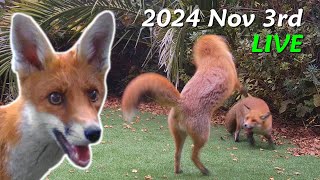 Foxes Live  2024 November 3rd [upl. by Huan799]