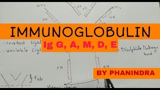 Immunoglobulin structure and types  NEET [upl. by Hedy718]