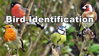 Garden Bird Identification Video  UK Garden Birds ID and Names [upl. by Nossaj117]