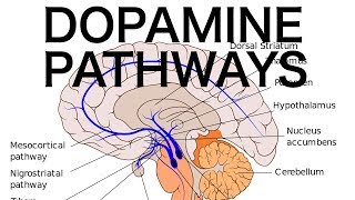 Dopamine Pathways Antipsychotics and EPS [upl. by Ainuj]