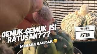 Panen Biji Astrophytum Hasil Polinasi Siap Semai Kaktus Astro lagi [upl. by Llennahs556]