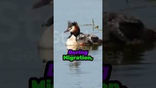 Mesmerizing Eared Grebe Dance  Stunning Wildlife Momentsquot birds shotrs [upl. by Damalis]